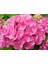 Videolu Pembe Çiçekli Ortanca Fidanı 30-55 cm Tüplü Çiçekli Bodur Bitkiler Pink Hydrangea 3