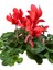 Videolu Kırmızı Renk Sıklamen Çiçeği 1 Adet Saksılı 15-25 cm Salon/ Bahçe Bitkisi (Cyclamen) 2