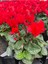 Videolu Kırmızı Renk Sıklamen Çiçeği 1 Adet Saksılı 15-25 cm Salon/ Bahçe Bitkisi (Cyclamen) 4
