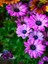 Videolu Eflatun Rengi Bodrum Papatyası 1 Adet Saksılı 20-40CM Salon Bitkisi (Osteospermum Ecklonis) 1