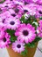 Videolu Eflatun Rengi Bodrum Papatyası 1 Adet Saksılı 20-40CM Salon Bitkisi (Osteospermum Ecklonis) 3