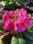 Videolu 1 Adet Pembe Çuha (Marul) Çiçeği 15-30 cm Saksılı Çiçekli Bodur Bitki Pink Primula 1