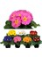 Videolu 1 Adet Pembe Çuha (Marul) Çiçeği 15-30 cm Saksılı Çiçekli Bodur Bitki Pink Primula 2