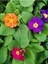Videolu 1 Adet Pembe Çuha (Marul) Çiçeği 15-30 cm Saksılı Çiçekli Bodur Bitki Pink Primula 4