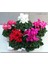 Videolu Mor Sıklamen Çiçeği Fidanı 30-45 cm Saksılı Çiçekli Bodur Bitkiler Purple Cyclamen 4