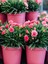 Videolu Pembe Kokulu Karanfil Fidanı 1 Adet Saksılı 15-30CM Salon Bitkisi (Dianthus Caryophyllus) 1