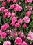 Videolu Pembe Kokulu Karanfil Fidanı 1 Adet Saksılı 15-30CM Salon Bitkisi (Dianthus Caryophyllus) 2