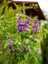Videolu Mis Kokulu Mor Leylak Çiçeği Fidanı 1 Adet Saksılı 50-70 cm Bahçe Bitkisi ( Lilac) 1