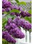 Videolu Mis Kokulu Mor Leylak Çiçeği Fidanı 1 Adet Saksılı 50-70 cm Bahçe Bitkisi ( Lilac) 2