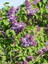 Videolu Mis Kokulu Mor Leylak Çiçeği Fidanı 1 Adet Saksılı 50-70 cm Bahçe Bitkisi ( Lilac) 5