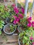 Videolu Mor Renkli 1 Adet Bodur Begonvil Çiçeği Saksılı 30-60CM (Bougainvillea Flower) 3