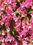 Videolu 1 Adet Yılbaşı Çiçeği Fidanı 20-40CM Saksılı (Poinsettia) 4