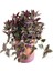 Videolu 1 Adet Telgraf Çiçeği Kara Sevda Bitkisi 25-40CM Saksılı (Black Love Sapling) 2