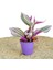 Videolu 1 Adet Telgraf Çiçeği Kara Sevda Bitkisi 25-40CM Saksılı (Black Love Sapling) 4
