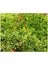 Videolu Yoğun Çiçekli Buz Çiçeği Fidanı 2 Adet Askılı Saksıda 20-30CM Saksılı (Ice Plant) 2