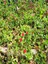 Videolu Yoğun Çiçekli Buz Çiçeği Fidanı 2 Adet Askılı Saksıda 20-30CM Saksılı (Ice Plant) 3