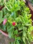 Videolu Yoğun Çiçekli Buz Çiçeği Fidanı 2 Adet Askılı Saksıda 20-30CM Saksılı (Ice Plant) 4