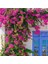 Videolu 2 Adet Pembe Sarılıcı Begonvil Çiçeği Fidanı 60-90 cm Saksılı Çiçekli Bodur Bougainvillea 2