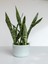 Videolu Kılıç Çiçeği Fidanı 60-80 cm Saksılı Çiçekli Bodur Bitkiler Gladiolus 1