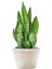 Videolu Kılıç Çiçeği Fidanı 60-80 cm Saksılı Çiçekli Bodur Bitkiler Gladiolus 3