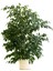 Serada Decor Plant Videolu Gösterişli Benjamin Çiçeği Fidanı 50-70 cm Saksılı Çiçekli Bodur Bitkiler Ficus Benjamina 1