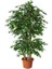 Serada Decor Plant Videolu Gösterişli Benjamin Çiçeği Fidanı 50-70 cm Saksılı Çiçekli Bodur Bitkiler Ficus Benjamina 3