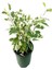 Videolu Dikkat Çeken Alacalı Benjamin Çiçeği Fidanı 50-70 cm Saksılı Çiçekli Bodur Ficus Benjamina 1