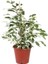 Videolu Dikkat Çeken Alacalı Benjamin Çiçeği Fidanı 50-70 cm Saksılı Çiçekli Bodur Ficus Benjamina 2