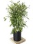 Videolu Dikkat Çeken Alacalı Benjamin Çiçeği Fidanı 50-70 cm Saksılı Çiçekli Bodur Ficus Benjamina 3