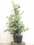 Videolu Dikkat Çeken Alacalı Benjamin Çiçeği Fidanı 50-70 cm Saksılı Çiçekli Bodur Ficus Benjamina 4