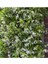 Rhyncospermum Jasminoides Arap Yasemini 30-60CM Yasemin Fidanı 1