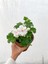 Videolu Bol Yapraklı 1 Adet Beyaz Sardunya Çiçeği 15-30CM Saksılı (Geranium) 3