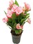 Videolu Canlı Pembe 1 Adet Milli Dikenler Tacı Çiçeği 15-30CM Saksılı (Europhia) 3