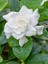 Videolu Mis Kokulu Masa Çiçeği 1 Adet Gardenya Saksılı 30-40CM (Gardenia Flower) 1