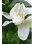 Videolu Mis Kokulu Masa Çiçeği 1 Adet Gardenya Saksılı 30-40CM (Gardenia Flower) 2
