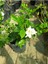 Videolu Ferah Kokulu 1 Adet Gardenya Çiçeği Saksılı 30-45CM (Gardeia Flower) 3