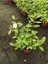 Videolu Şahane Kokulu Öğretmen Hediyesi Gardenya Çiçeği 1 Adet Saksılı 30-45CM (Gardenia Flower) 3