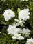 Videolu Hoş Kokulu Ofis Bitkisi 1 Adet Gardenya Çiçeği 30-45CM Saksılı (Gardenia Flower) 1