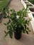 Videolu Hoş Kokulu Ofis Bitkisi 1 Adet Gardenya Çiçeği 30-45CM Saksılı (Gardenia Flower) 2
