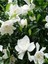 Videolu Hoş Kokulu Ofis Bitkisi 1 Adet Gardenya Çiçeği 30-45CM Saksılı (Gardenia Flower) 3