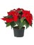 Videolu Hediyelik Atatürk Çiçeği Fidanı 30-40 cm Saksılı Iç Mekan Bitkileri Poinsettia 2