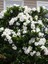 Videolu Kokulu Hediyelik 1 Adet Gardenya Çiçeği Saksılı 30-45CM (Gardenia Flower) 3