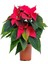 Videolu Ponsetya Atatürk Çiçeğin 1 Adet Saksılı 40-70CM Salon Bitkisi Hediyelik (Poinsettia ) 1