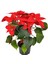 Videolu Ponsetya Atatürk Çiçeğin 1 Adet Saksılı 40-70CM Salon Bitkisi Hediyelik (Poinsettia ) 2