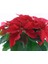 Videolu Ponsetya Atatürk Çiçeğin 1 Adet Saksılı 40-70CM Salon Bitkisi Hediyelik (Poinsettia ) 3