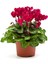 Videolu Bol Çiçekli Kırmızı 1ADET Sıklamen Fidanı 30-60CM Saksılı/tüplü (Red Cyclamen) 3