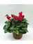 Videolu Bordo Renkli Canlı Sıklamen Çiçeği Saksılı 30-55CM (Bordeaux Cyclamen) 1
