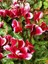 Videolu Bordo Renkli Canlı Sıklamen Çiçeği Saksılı 30-55CM (Bordeaux Cyclamen) 2