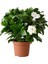 Videolu Premium Hediyelik 1 Adet Gardenya Çiçeği Saksılı 30-45CM (Gardenia Flower) 1