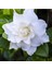 Serada Decor Plant Videolu Efsane Kokulu Hediyelik 1 Adet Gardenya Çiçeği Saksılı 30-45CM (Gardenia Flower) 2